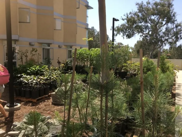 El trabajo en el Huerto de Ellie enseña prácticas sobre jardinería y sustentabilidad a estudiantes de UCSA, quienes cultivan alimentos y hierbas, a la vez que hacen composta con desechos de alimentos provenientes de los restaurantes del campus, creando un sistema alimentario sustentable de circuito cerrado dentro del campus.