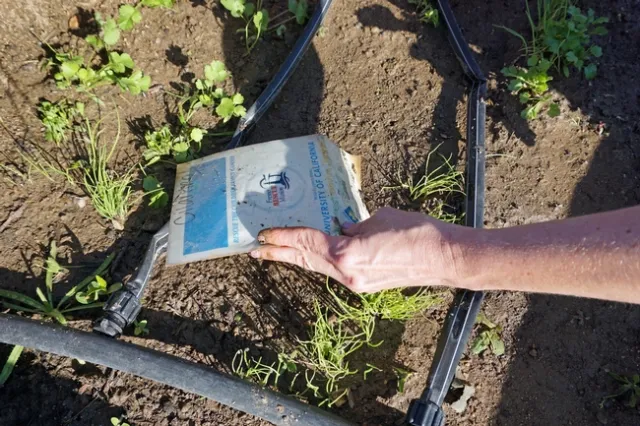 UC CalFresh provided plant markers for the garden.