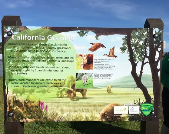 Signs in regional parks tell visitors why beef cattle are grazing in local parks.