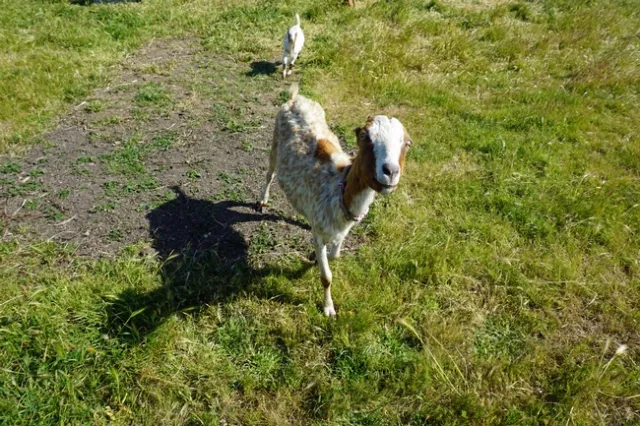 Among the goats grazing on the Cent pasture was a Lamancha goat, which has tiny ears.