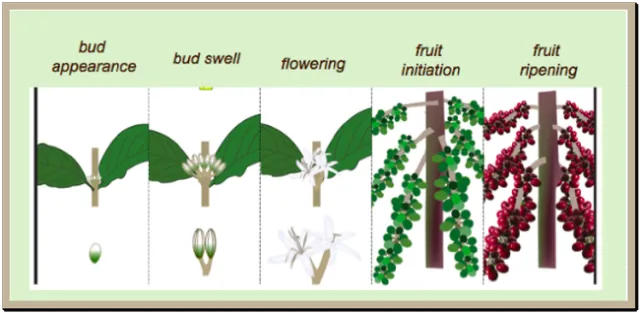 coffee flower and fruit stages