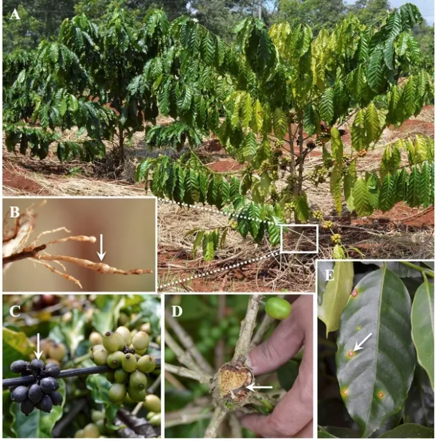 coffee diseases vietnam