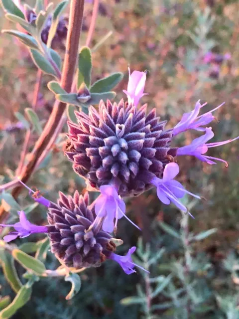 Pozo Blue Sage[15054]