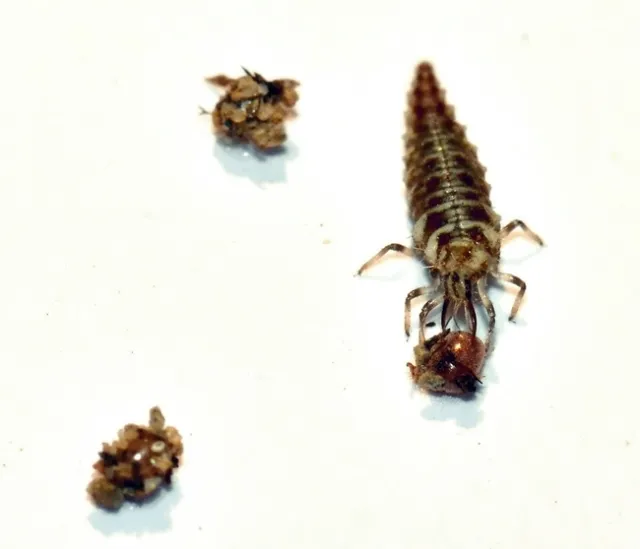 Fig. 7. A green lacewing larvae feeding on a bagrada bug egg in a laboratory feeding trial.