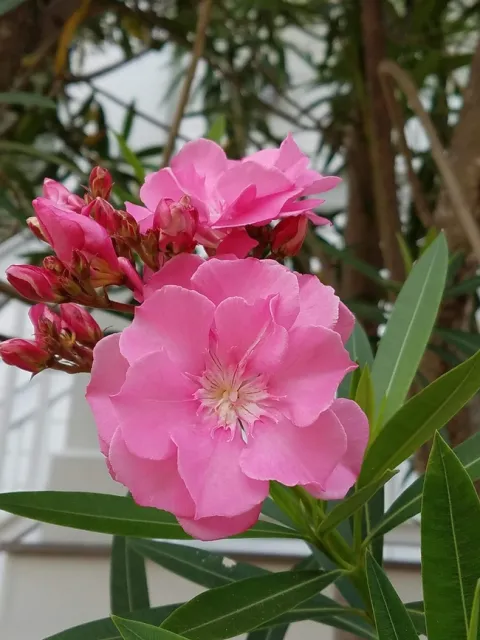 Double Oleander C White
