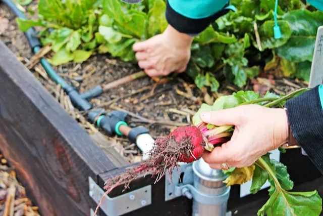 Fresh picked beets from a raised garden bed at Fair Oaks Horticulture Center, the main food demonstration garden for the UC Master Gardener Program of Sacramento County.