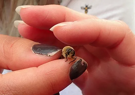 A close-up view of a drone, petted by a festival goer at the California Honey Festival. (Photo by Kathy Keatley Garvey)