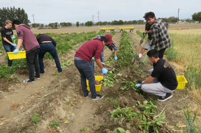 Harvesting potatoes - not the everyday activity for OC students.