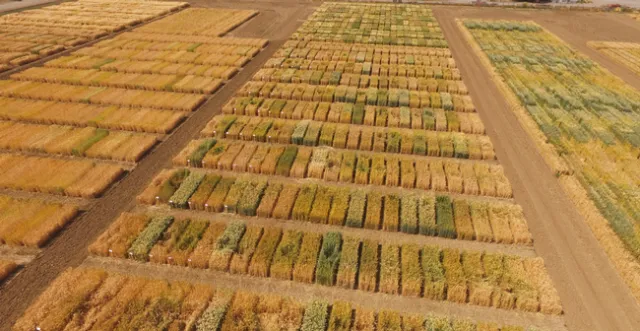 2018 Davis Field Day 3