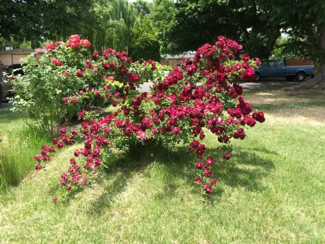 'Dr. Huey' Rambler Rose