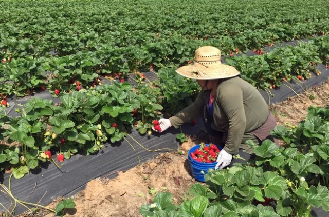 Mouang Saetern harvests strawberries.