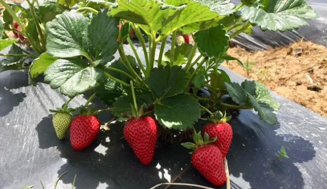 The UC-patented strawberry cultivar Albion produces large, sweet berries.