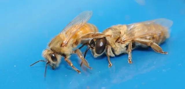 Beekeepers quickly learn to distinguish the castes in the beehive: worker bee on the left, drone on the right. (Photo by Kathy Keatley Garvey)