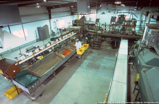 The packline has an electronic fruit grading system, a high-pressure fruit washer, waxer and dryer.