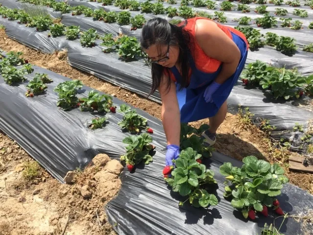Fam Lee examina las plantas de fresas en busca del daño causado por insectos y babosas. “Aun cuando no somos granjeros orgánicos, siempre hemos querido serlo”, dijo.