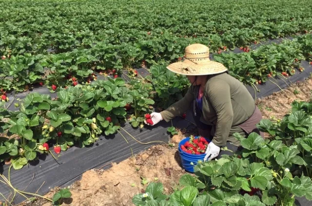 Mouang Saetern cosecha las fresas.