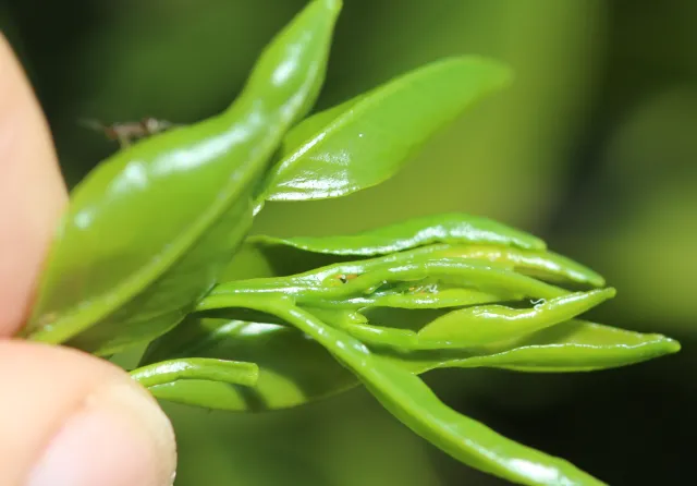 New young leaf flush