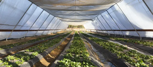 Strawberry-Tunnel_Fill