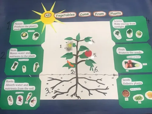 All vegetables come from plants.