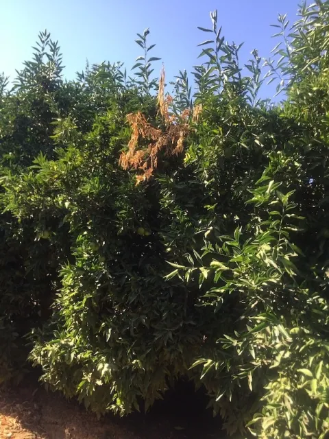 citrus colletotrichum dieback