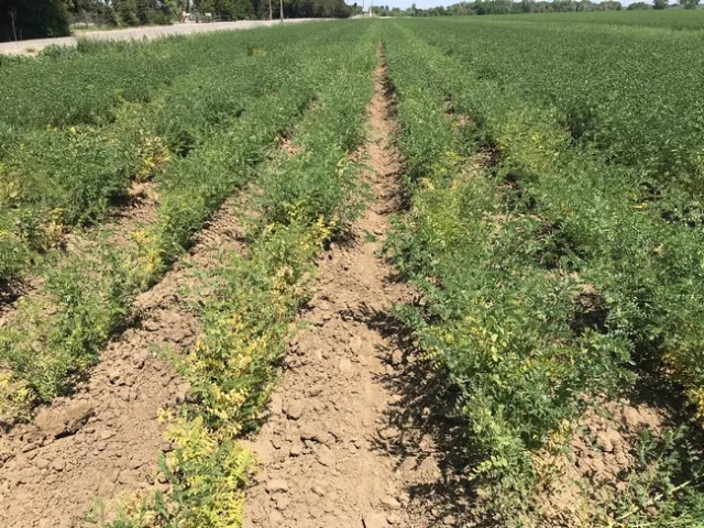 Fusarium root rot in a garbanzo field in the Sacramento Valley, 2018.