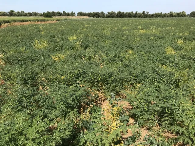Garbanzo field infected with alfalfa mosaic virus.