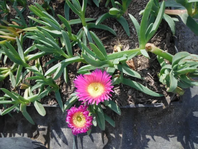 Highway iceplant (Carpobrotus edulis) often forms deep mats covering large areas. Shallow, fibrous roots are produced at every node that is in contact with the soil. Highway iceplant has been widely planted for soil stabilization and landscaping, and is well known by most Californians for its succulent three-sided leaves via /www.cal-ipc.org.