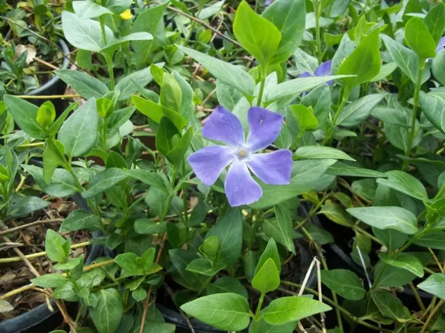 Big Periwinkle (Vinca major)is rapidly spreading in most coastal counties, foothill woodlands, the Central Valley, and even desert areas. Big periwinkle has escaped from garden plantings, and lowers species diversity and disrupts native plant communities via www.cal-ipc.org.