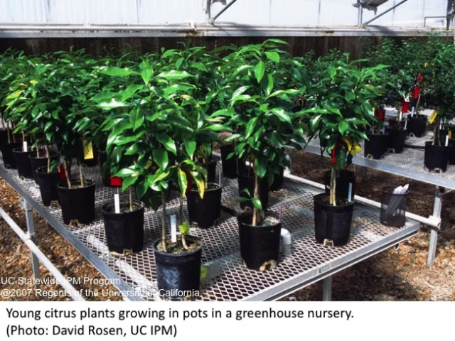 Young citrus plants in a greenhouse nursery.