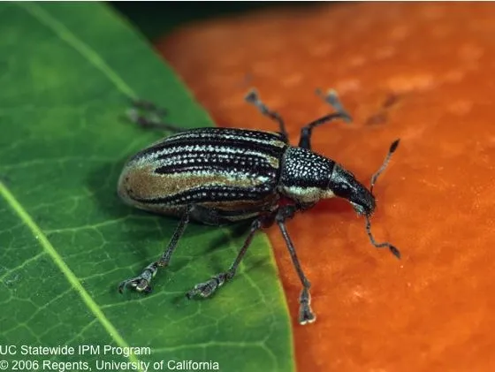 Adult diaprepes root weevil, an invasive pest in California citrus. (Photo: David Rosen, UC IPM)