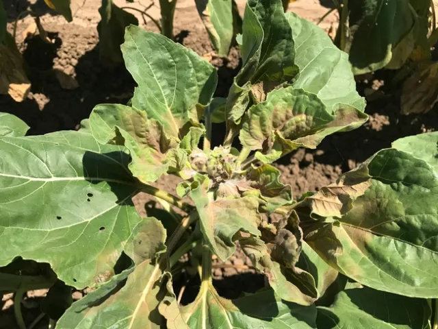 Heat induced damage to budding sunflower heads