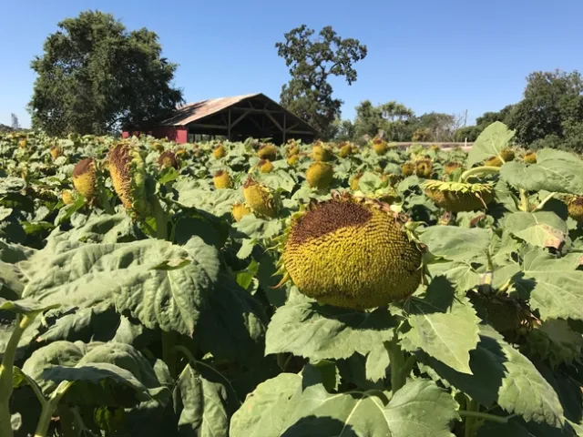 Sunburn damage to sunflower