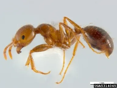 Red imported fire ant. (Credit: Bugwood.org)