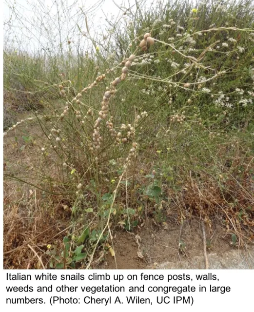 Italian white snails on weeds