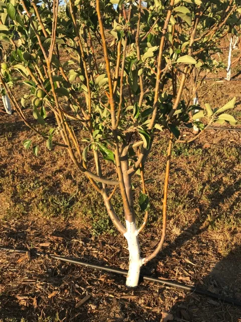 pruning apple tree 2