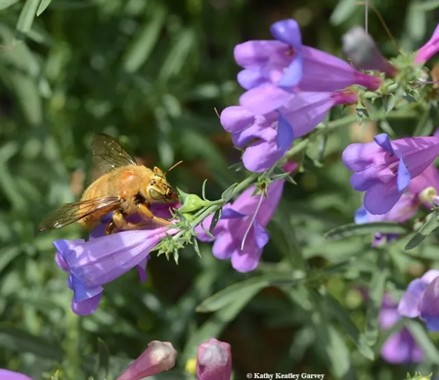 A male Valley carpenter bee, Xylocopa varipuncta, nectaring on a California native, foothill penstemon, Penstemon heterophyllus. (Photo by Kathy Keatley Garvey)