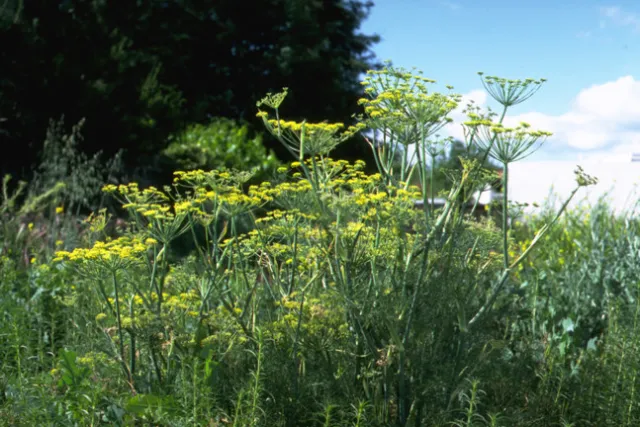Fennel