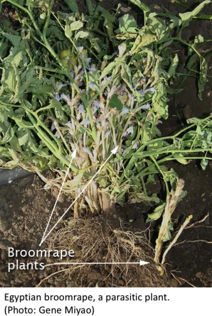Broomrape in tomato