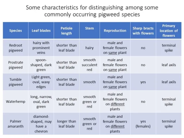 Pigweed ID Characteristics