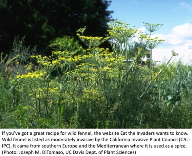 wild fennel