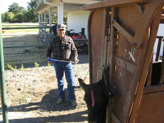 Figure 3. Selenium boluses are given orally with a bolus gun. (Photo: Courtesy of Josh Davy, UCCE)