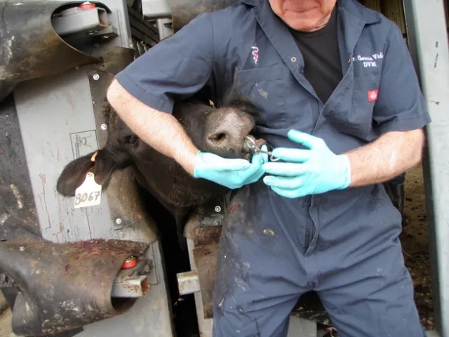 Selenium supplementation is important to prevent white muscle disease and other selenium deficiency disorders. (Photo: Courtesy of Bret McNabb, DVM)