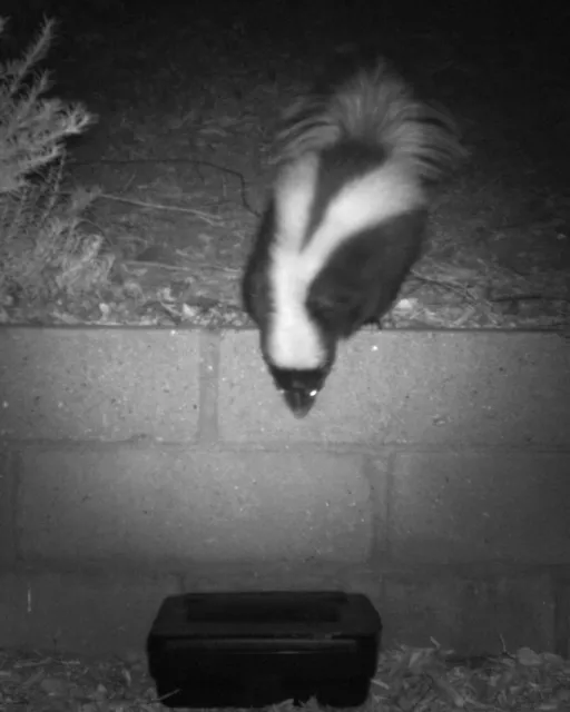 Skunk examining bait station. (Credit: N. Quinn)