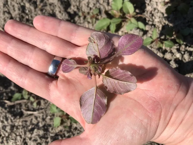 Underside of redroot leaves