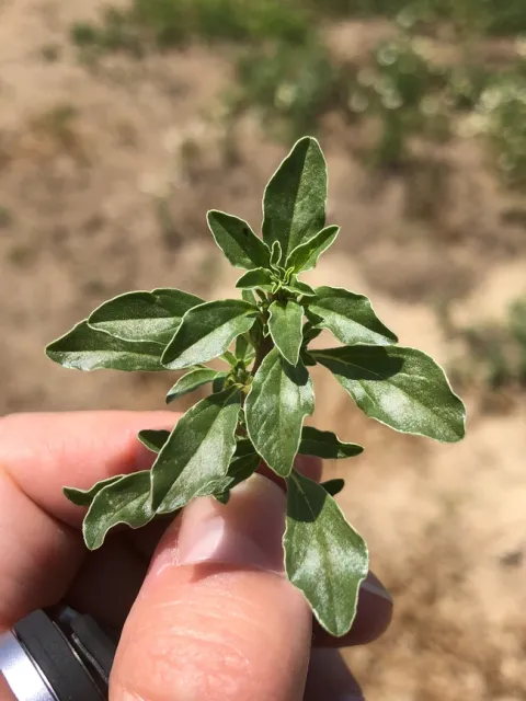 Prostrate pigweed leaves