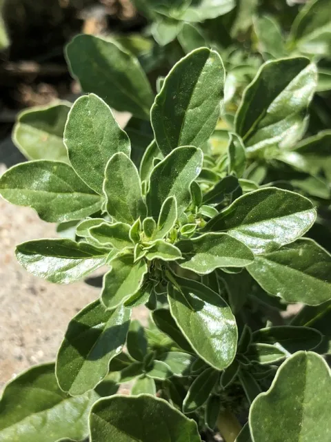 Prostrate pigweed leaves 2