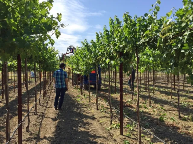 Mechanically removing shoots opens up the canopy to allow more sunlight in.