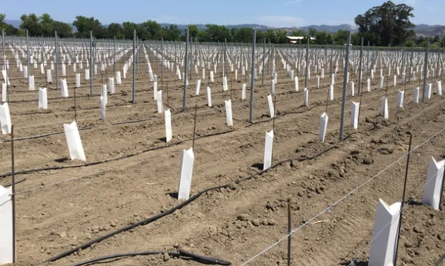 Cartons protect young vines, but “herbicide use on vines less than 3 years old is a risky endeavor,” John Roncoroni cautions.
