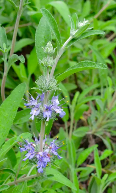 Salvia Bee's Bliss flower[15380]