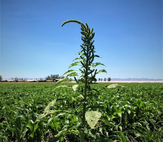 Palmer amaranth flower head